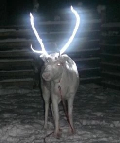 Blanco Albedo 100 Reflective Spray Light Metallic 200 Ml -Bobike SHOP 550x825 5